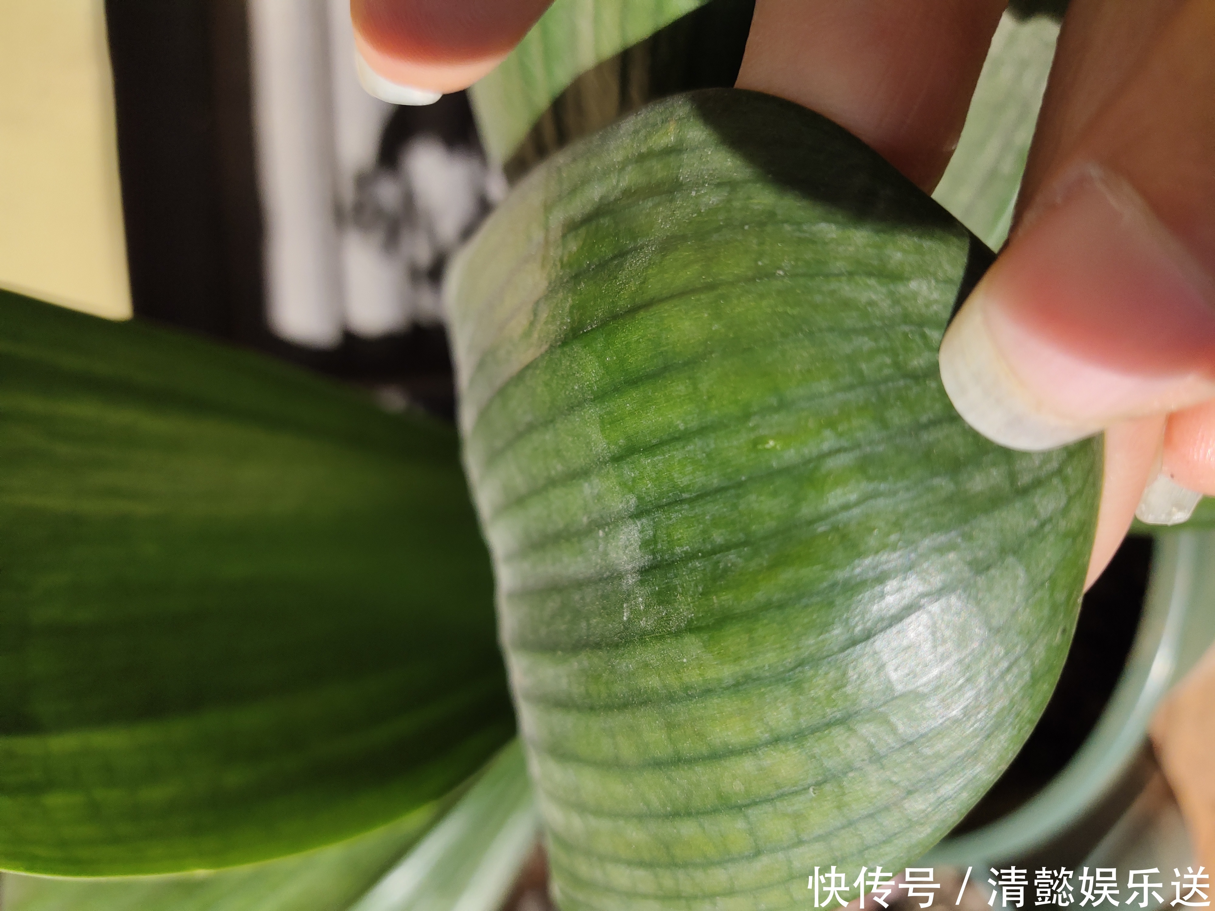 君子兰催花实操经验，现在行动，一个月后就冒花箭