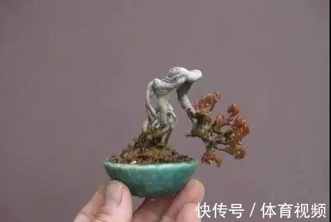 黄杨|微型盆景越来越受欢迎,这里是它们的“集中营”,都是你想知道的