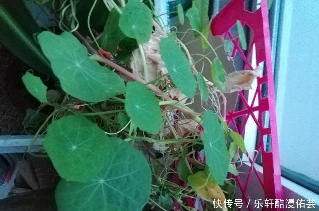 金丝荷叶花。不开花,看叶子也挺好看的