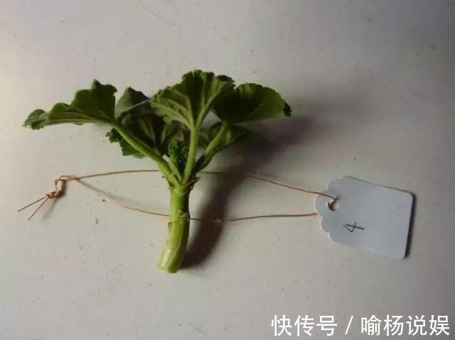 扦插加个小药片，成活率翻番，新手也能做得好！