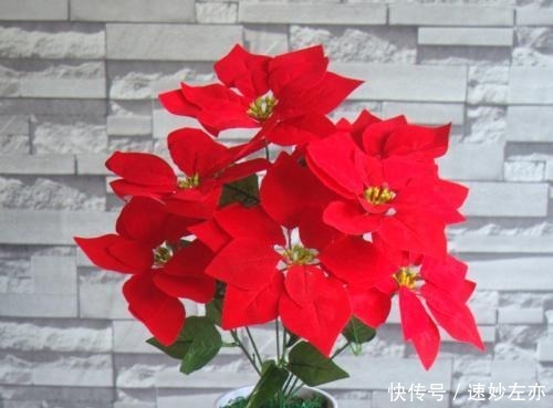 宠物|这几类花建议不要养家里,虽然很漂亮,但不利于身体健康