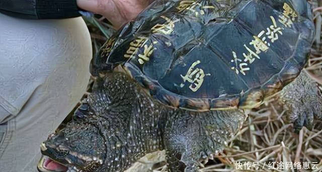 老汉钓到“金乌龟”：一杆出奇迹，专家估值最少18个亿