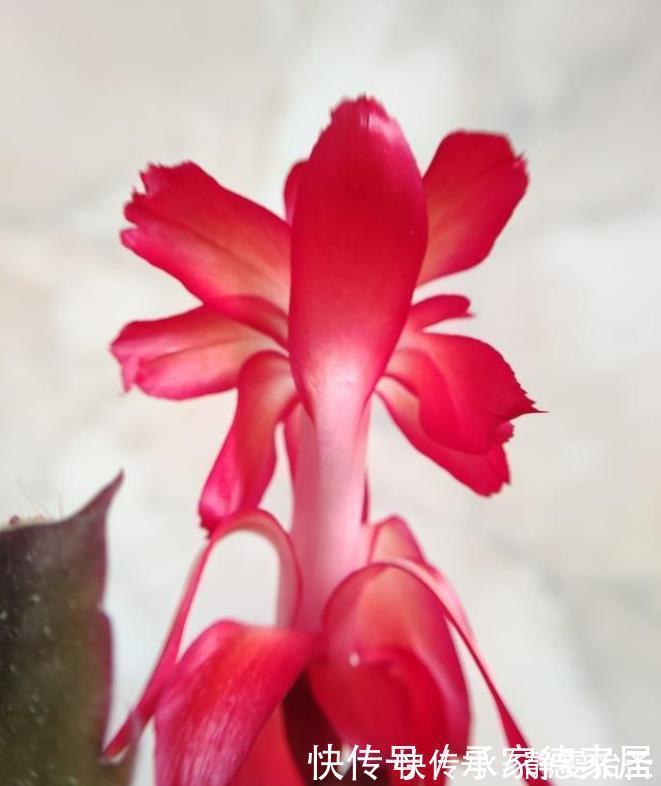 蟹爪兰开花期间，做好3个掐，开花多，复花快