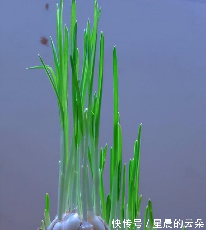 养这5种盆栽,0℃都开花,且最后一种花期超长,像假花一样