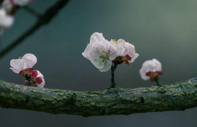 又是一年春意暖,杏花枝头闹