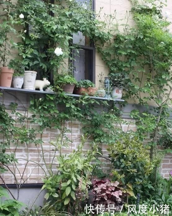 种植|家里有院子不如搞个种植池,这几样植物推荐给你