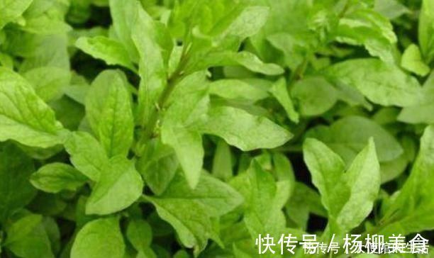 王医师|人到中年,不妨坚持吃以下食物,补血润燥,延缓衰老,增强体质