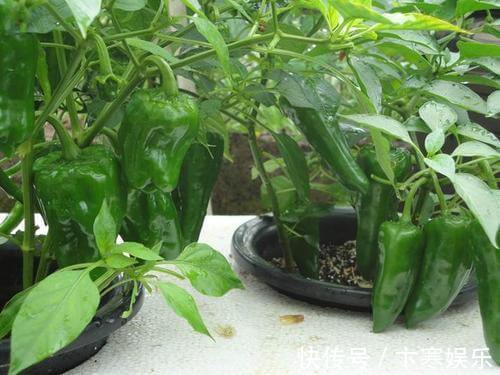 种菜|她在花盆里种了棵辣椒,一年能结7、8斤,第二年长成盆景,又结果