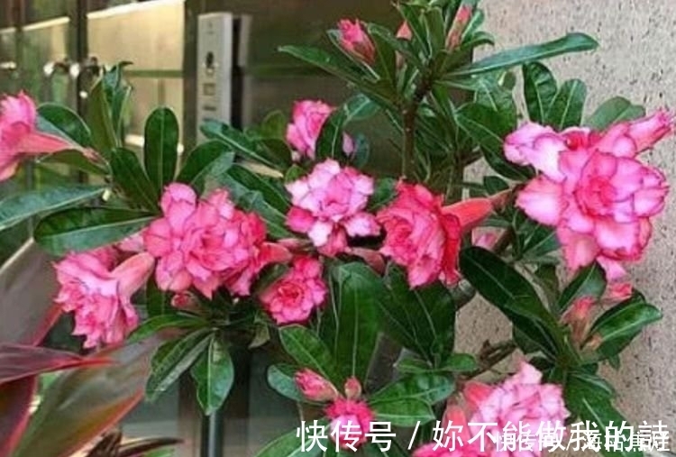 施肥|4种花给点水就呼呼长，不仅名字好听，花也超美，谁养谁喜欢