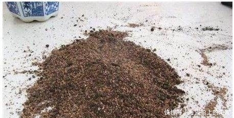 这种材料拿来养花,比你买的营养土好一百倍!这是城里人没有的