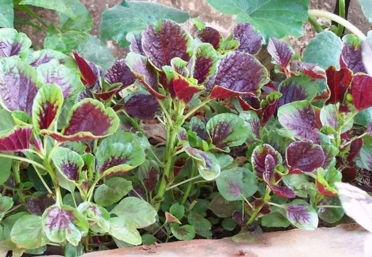 芹菜|聪明人爱吃3种食物,美容养颜、减肥瘦身,早吃早好!