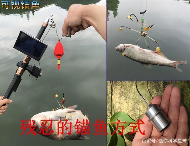 无灵魂的可视锚鱼这不是钓鱼,而是水下猎杀,被多地禁用