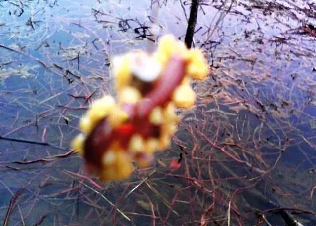 天气越来越冷，用蚯蚓钓鱼，多一个小步骤事半功倍