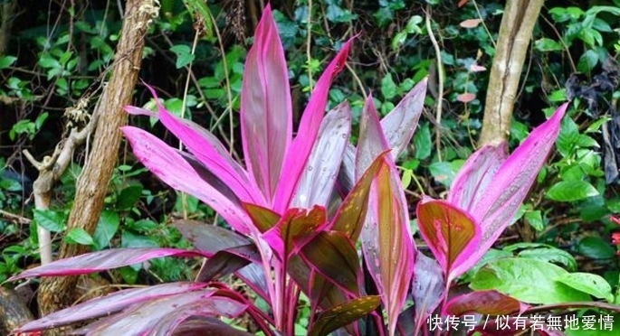 白鹤芋|人养花,花亦养人,听说聪明人都在养这五种花,你家有吗?