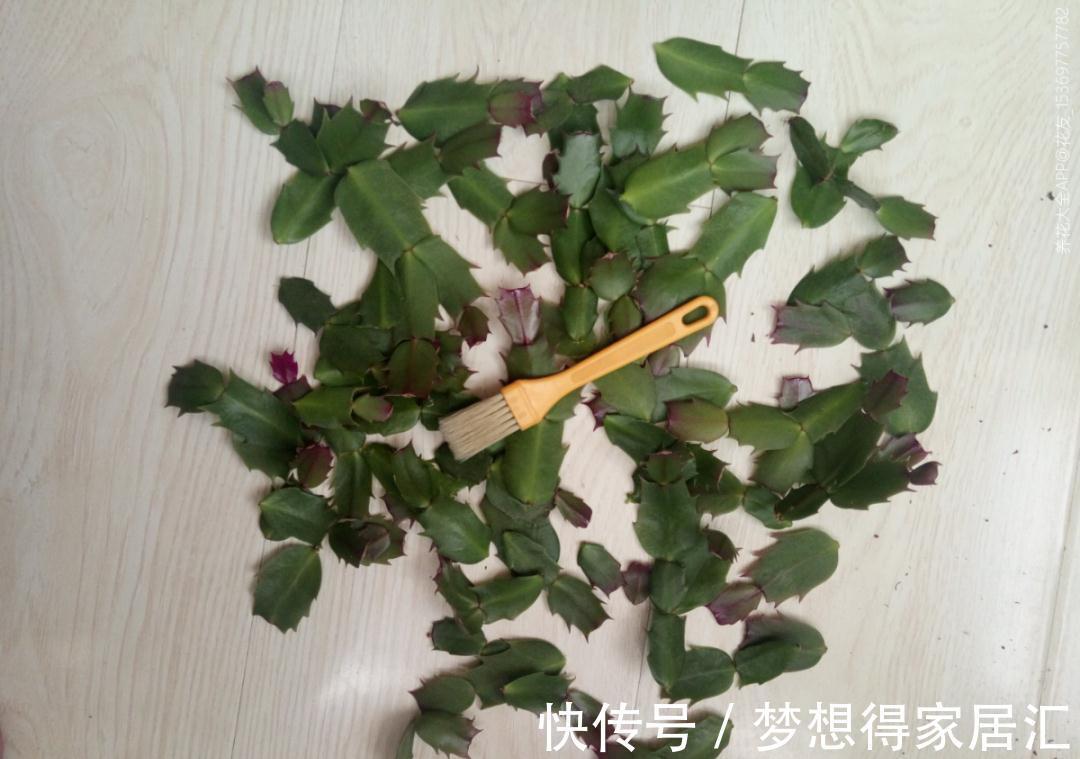 秋季照顾蟹爪兰，做好这些，刚苏醒的株苗才不黄叶烂根