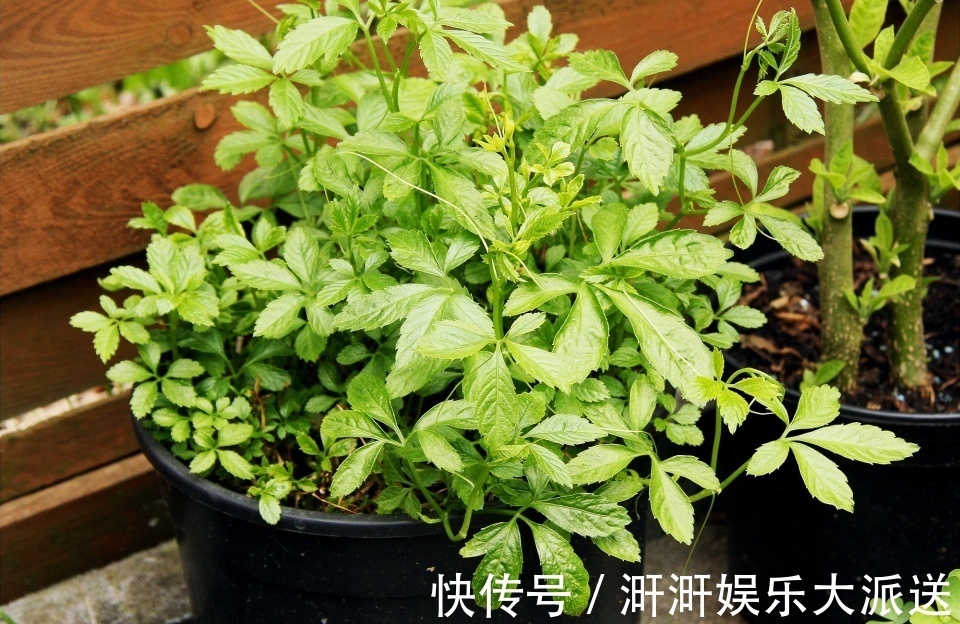 绞股蓝|这野草满身是刺,价值如同人参,人称“南方人参”,降压有好处