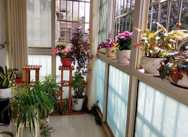 10月过半,养花就选这6样,随便2株就能将阳台、庭院变成花海