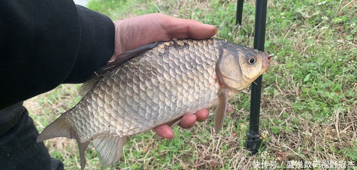 夏天|夏天炎热鱼儿会去哪儿?不同种类鱼聚集地不同,草鲤鲫鳊加鲢鳙