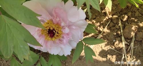 牡丹为后，芍药为妃，再像也是不一样的，教你一眼区分开来