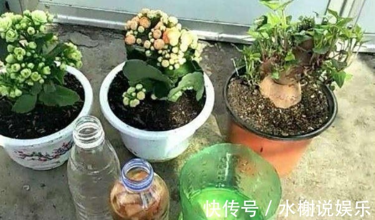 养花|家里的“垃圾”不要扔，教你自制3种肥料，不花钱也能养爆盆