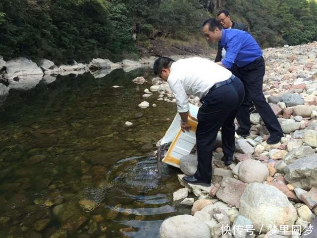 全球最大娃娃鱼,被称为张家界的守护“神兽”,至今已存活百年!