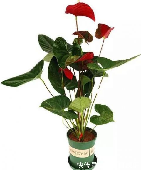 卧室放什么植物盆栽好给你推荐8款不用费心了，净化空气没烦恼!