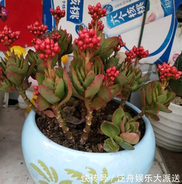 长寿花的花苞长得很少是怎么回事儿?注意这“4点”,让花苞满头