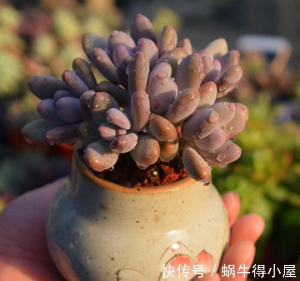 叶片|多肉桃蛋和桃美人,颜值高易爆盆,新手怎么挑?看看老花匠怎么说