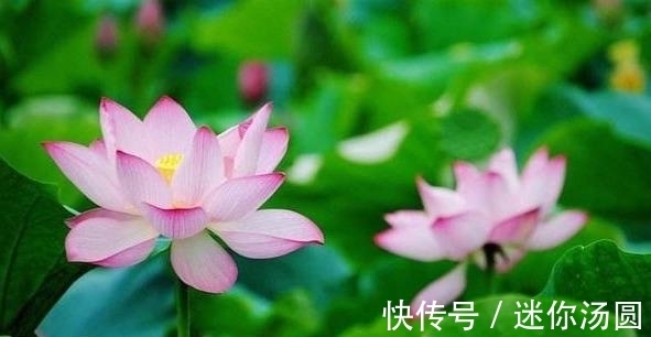 颜色|印尼称世界最大花朵又刷新纪录,此花花朵巨大颜色亮丽却奇臭无比