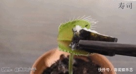 珠子|家里养了这花,小孩最喜欢,好看好玩太值了!