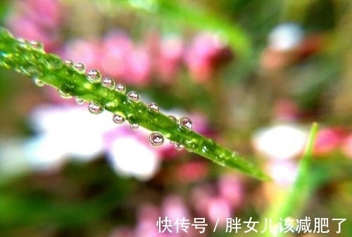 杜甫#山青花欲燃,这个春天,醉倒在唯美古诗词里