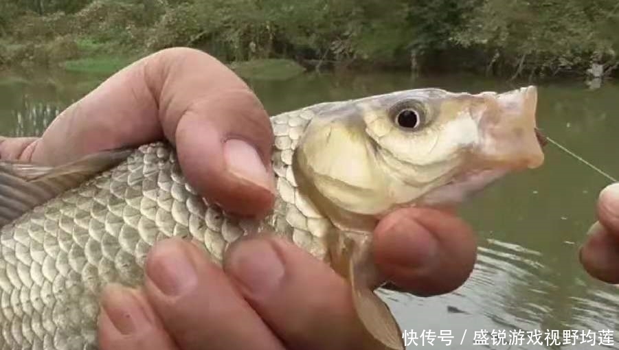 鲫鱼|原谅我用了三十年才泄露，这饵简单更实用，鲫鲤鱼每一次狂咬不止