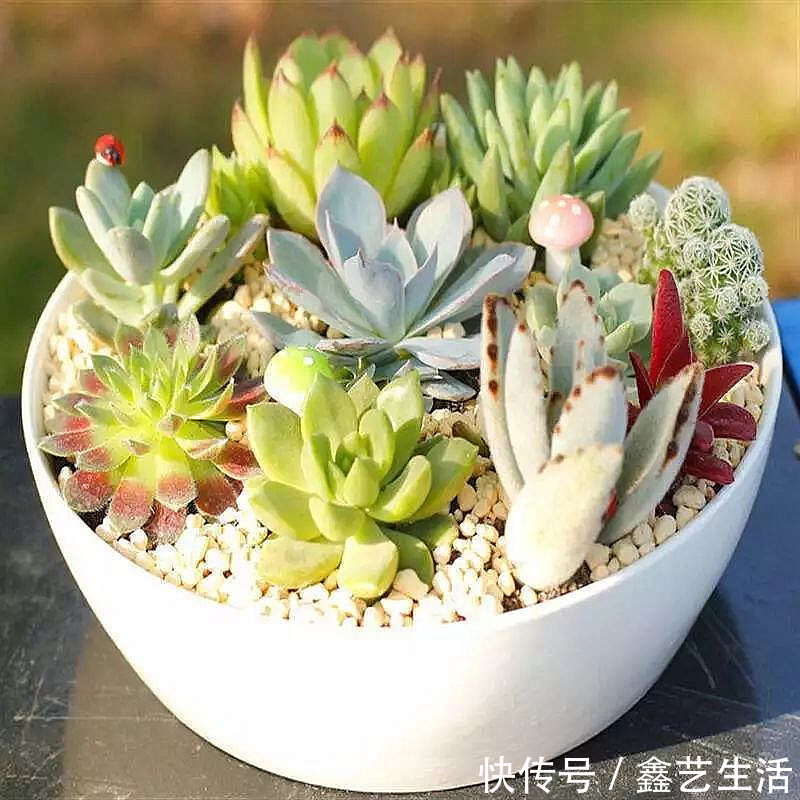 最全多肉养护法!十足干货!自己收藏就不用问别人啦!