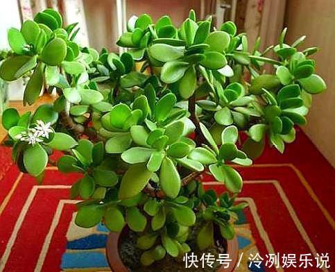 妙招|玉树养护小“妙招”，茎干粗壮，叶片油绿，变“玉树临风”！