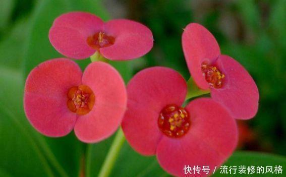 养花|养花试试此4种,一次开花300朵,家里变成花园