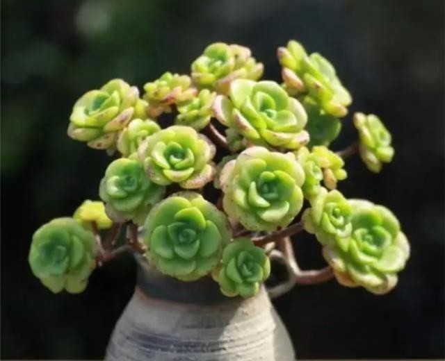 养在飘窗|有个飘窗小阳台,就养这2种带香味的多肉就够了,满屋子都是香味