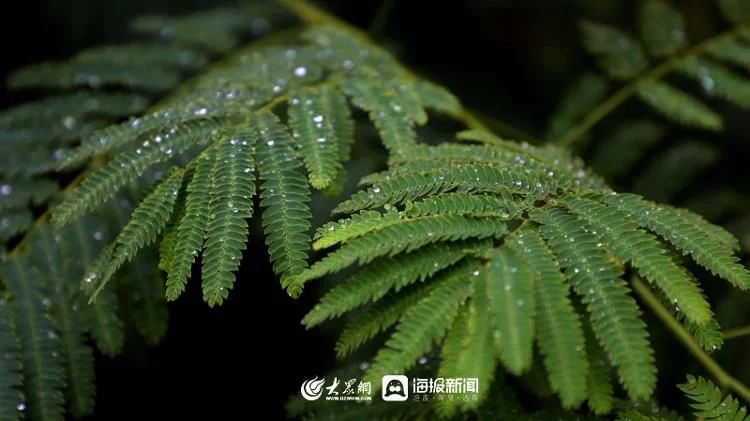 天下风物——《秋天的童话｜雨中赏荷邂逅别样诗意》风光题照