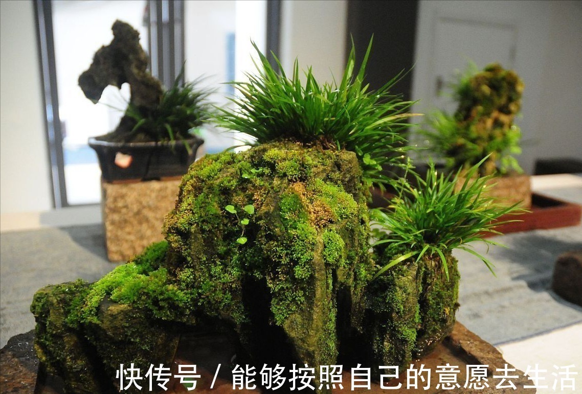 曾经是野外杂草,如今成高档盆景,去河边看到请留意