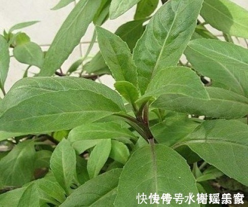 糖尿病患者|被称为“救命草”的野草,对糖尿病、高血压有奇效