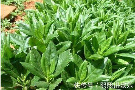 肿瘤|在农村多吃些野菜，具有抗癌、抗肿瘤、延缓衰老、美容养颜等功效