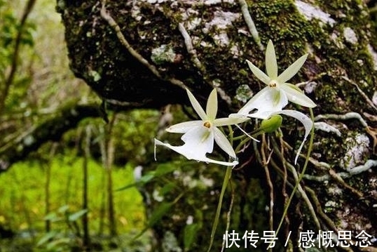 兰花|世界上最贵的兰花，一株价值1500万人民币，见过吗？