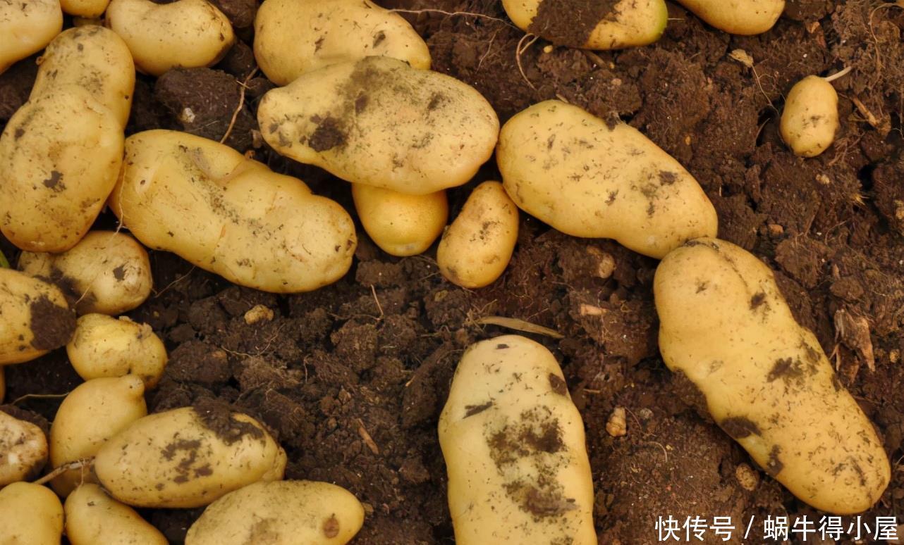 花草缺肥，不用特意找肥料了，拿这“废水”浇花，一举两得