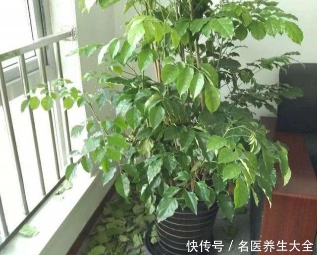 幸福树“害怕”2件事,做错一个,黄叶落叶不断,分分钟掉光头!