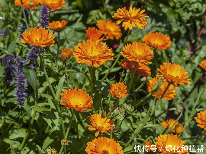 金盏菊，是一种药材，还是一种食材，更是赏花界一道靓丽的风景线