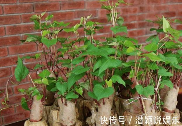 放水|6种蔬菜头留好了,放水里就长根,养成小盆栽真耐看,叶子味道好