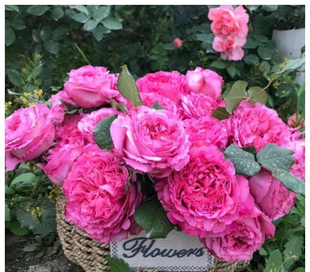 春天里|7种月季,不怕酷夏,30度也开得美,一开上百天,值得入手的品种