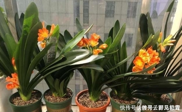 按需施肥太累人,不如就拿它当花土,养啥花都没问题!