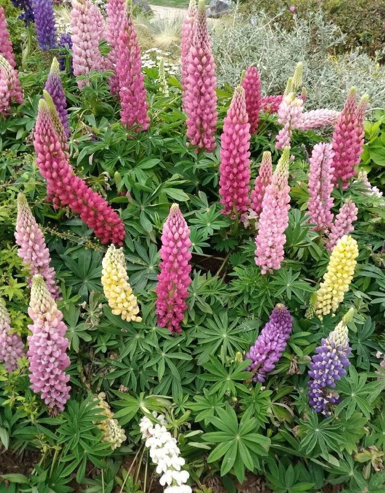 喜欢家中养花，就养开花漂亮好养活，花量大花期长的花