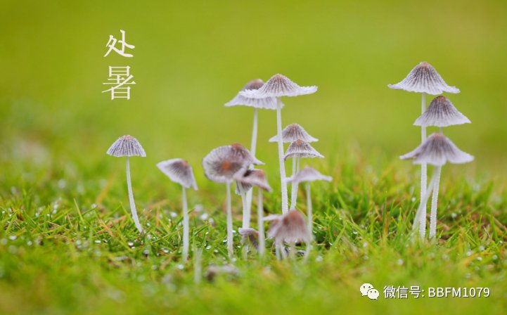 新凉直万金|处暑时节，这些养生提醒送给您……