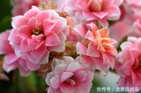 三角梅|适合懒人养的几朵花,比三角梅还能开花,花期养护超简单